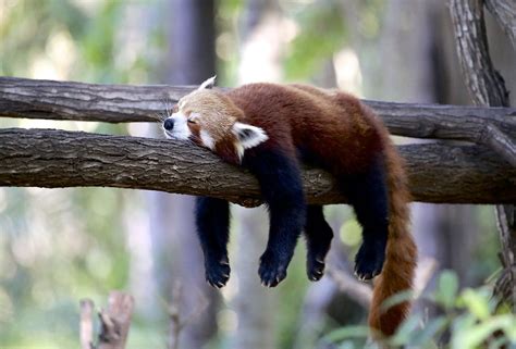 The Red Panda With A Wild Population Estimated At By Alexa Sprenger