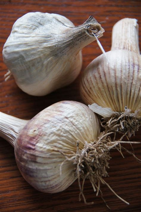 A Thinking Stomach: Sorting Garlic