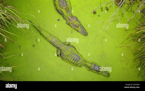 Green Alligator In Swamp Hi Res Stock Photography And Images Alamy