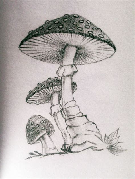 My Practice Mushroom Pencil Sketch Draw Mushroom Drawing Pencil