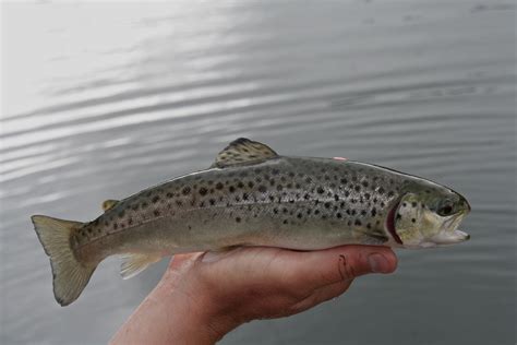 South West Lakes Trust Trout Fishing Report North Devon Angling