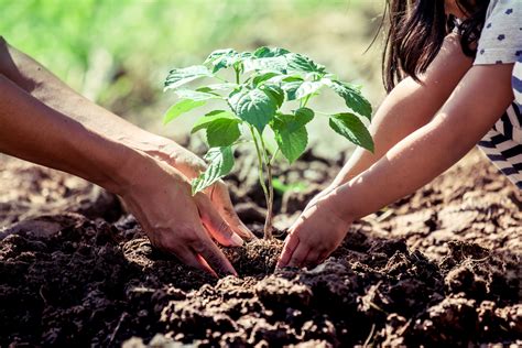How Planting Trees Can Save You Money