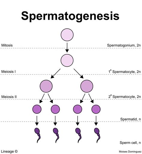 Spermatogenesis In Seminiferous Tubules Diagram Quizlet