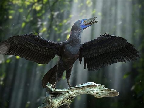 Are Birds Related To Dinosaurs Complete Guide Birdfact
