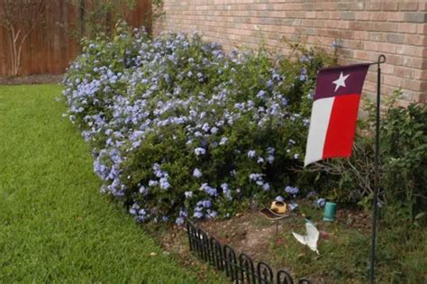 Send flowers in texas at send flowers. PLANTanswers: Plant Answers > PLUMBAGO * A LOVELY BLUE ...
