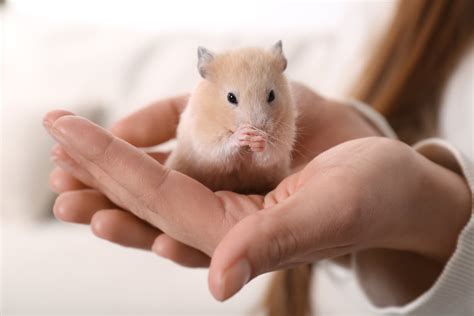 Can You Bathe A Hamster Safe Cleaning Habits