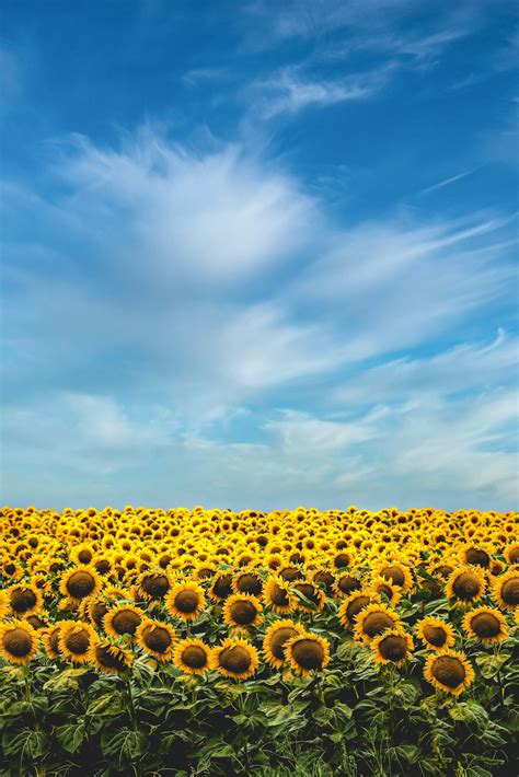 Sunflowers Field Pictures Download Free Images On Unsplash