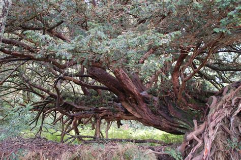 Old Cedar Tree A Photo On Flickriver