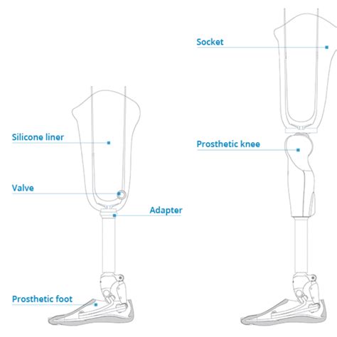 Prosthetic Componentry Lone Star Prosthetics