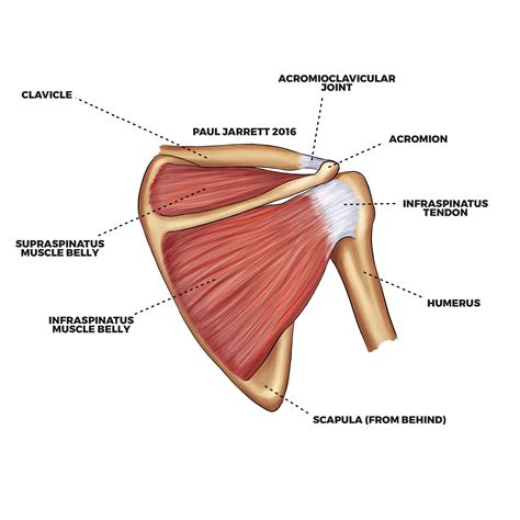 Shoulder Anatomy Dr Paul Jarrett Orthopaedic Surgeon Perth