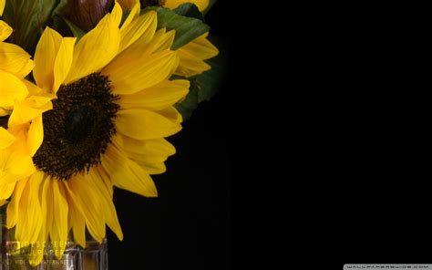 Sunflower Wallpapers Hd Background Desktop Background Sunflowers