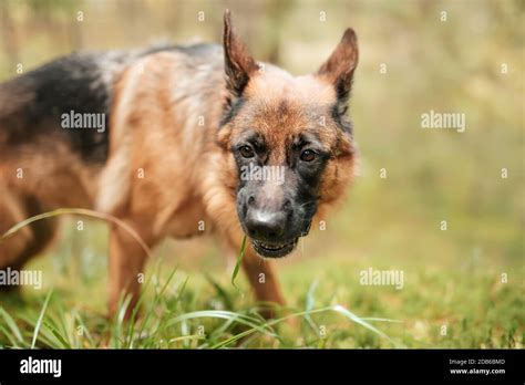 German Shepherd Guard Dog Growling Hi Res Stock Photography And Images