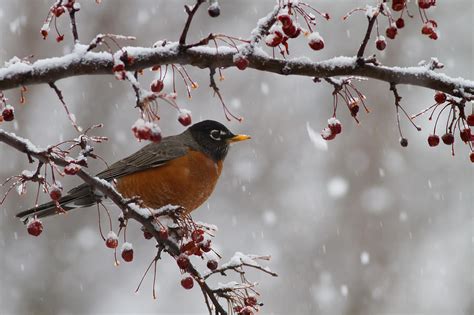 American Robin In The Snow Photograph By Terry Leasa