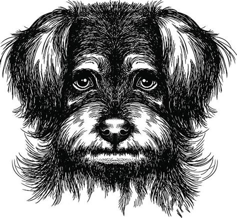 Scruffy Dog Portrait Illustrations Royalty Free Vector Graphics And Clip