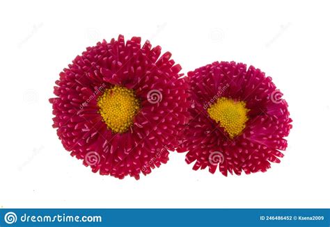 Red Daisy Flowers Isolated Stock Photo Image Of Pair 246486452