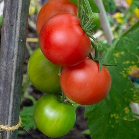 Tomato Shirley Agm 9cm Pot Coolings Garden Centre