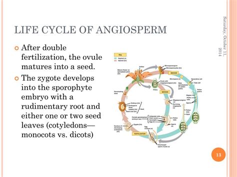 Ppt The Life Cycle Of Angiosperms Powerpoint Presentation Free