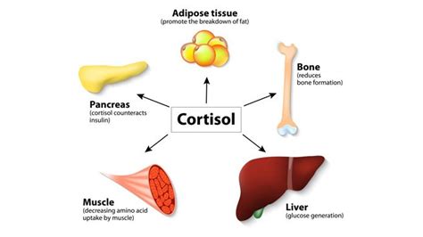 Cortisol helps control metabolism, regulates blood pressure and a cortisol deficiency is serious condition that may be an indication that your adrenal glands aren't functioning properly. 8 Simple Tips to Lower Cortisol Levels | New Life Ticket ...