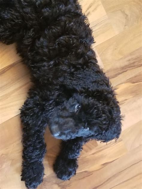 My Ozzy Black Goldendoodle Doodle Puppy Goldendoodle Labradoodle