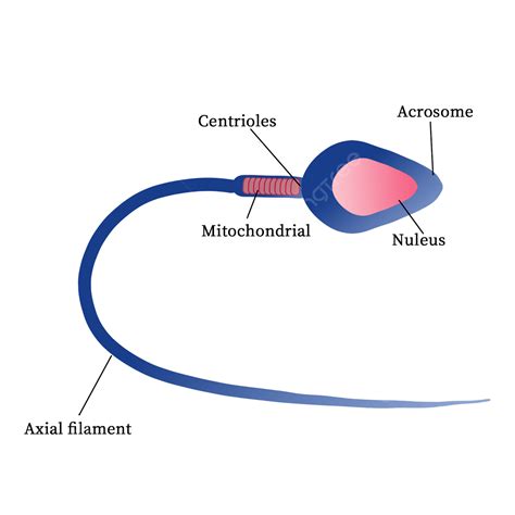 Estructura De Los Espermatozoides Png Esperma Célula Ciencias De La