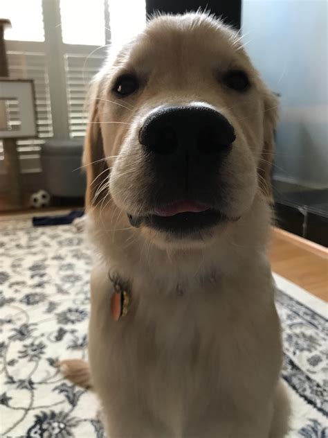 The Face Of A Very Good Boy Golden Retriever Puppies Dogs Golden