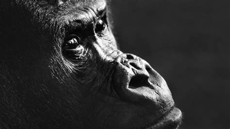 Do Apes Have A Theory Of Mind The Atlantic