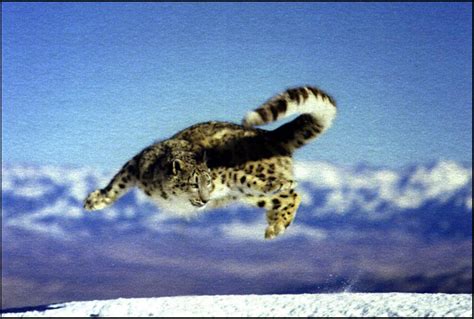 Snow Leopard Jumping Photo Courtesy Of The Snow Leopard Tr Snow