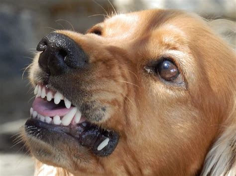 Aggression In Dogs Signs Causes Types And Solutions