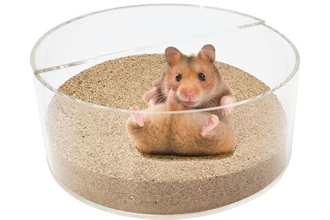 How To Provide A Safe And Enjoyable Sand Bath For Hamsters Hamster Spruce