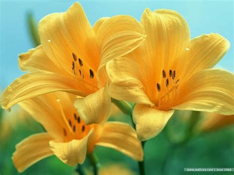 Yellow Summer Flowers Wallpapers Hd Wallpapers