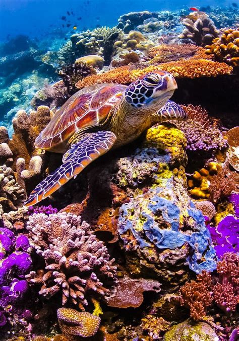 163 Best Images About Sea Turtles On Pinterest Swim