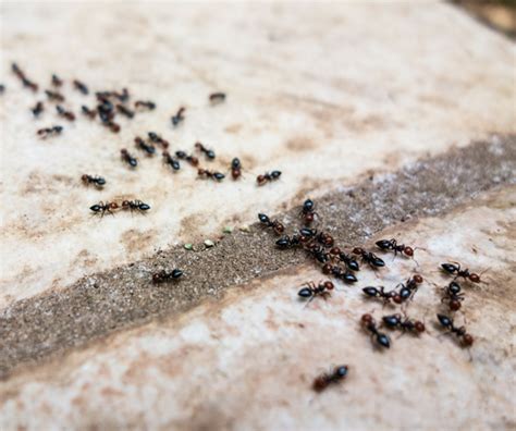 Hausmittel gegen Ameisen: 7 Maßnahmen, die wirklich helfen | Hausmittel