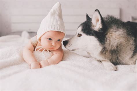 犬が『人間の赤ちゃん』に抱いている感情4選 わんちゃんホンポ