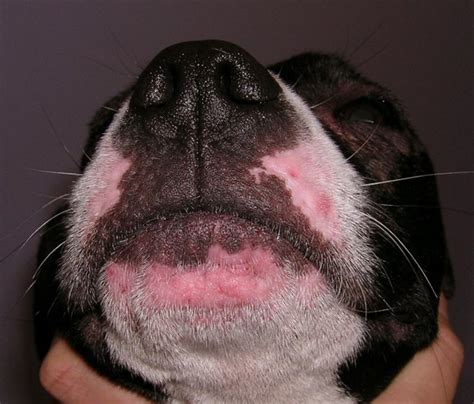 Allergies Dermatite Atopique Canine Allergie Alimentaire Allergies