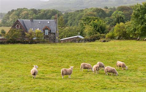 Scottish Farmhouse And Farm Land Near Glasgow Stock Image Image Of