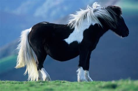 pottok france spain pony breeds horse breeds horses