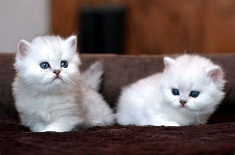 These persian kittens located in oregon come from different cities, including, albany. Persian Cats For Sale | Portland, OR #233554 | Petzlover