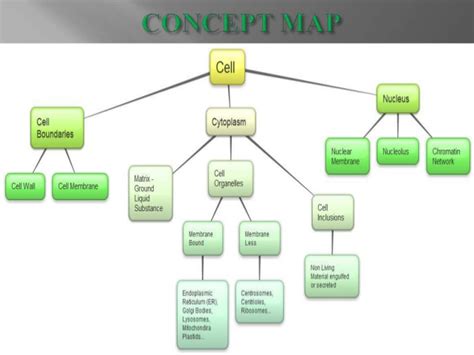 Apsg Concept Map Of Cell Class 9