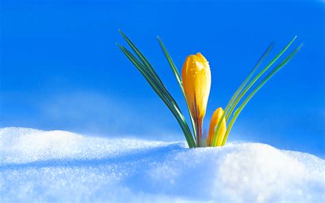 Spring Yellow Crocus Makes Its Way Through The Snow