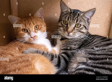 Two Tabby Cats Relaxing Together Stock Photo Alamy