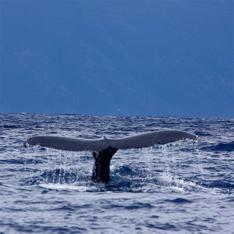 Whale Watching Maui | Whale watching maui, Whale watching 