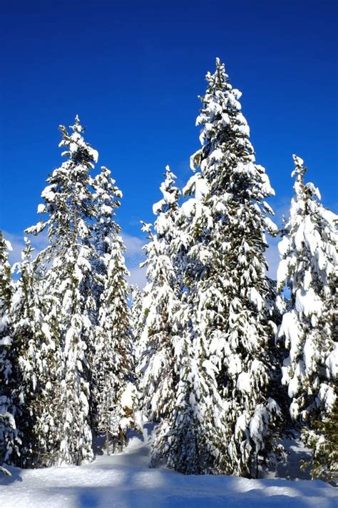 Winter Forest Snowy Pine Trees With Sunshine Blue Sky Stock Photo