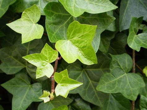 Hedera Helix English Ivy For Sale Buy Online For Only £ 599