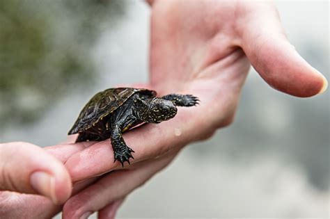 Pet Turtles That Stay Small And Look Cute Forever
