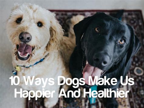 Why Dogs Make Us Feel Better