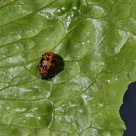 Lazy Gardening How To Grow Your Own Ladybugs In 6 Easy Steps