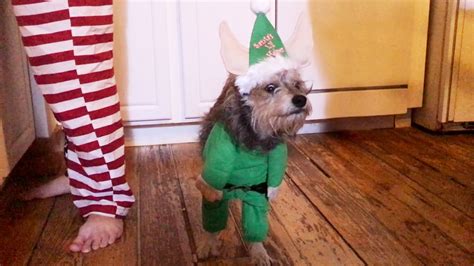 Hilarious Dogs Elf Costume Youtube