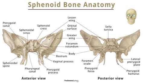 Sphenoid Bone Location Function Anatomy Labeled Diagram