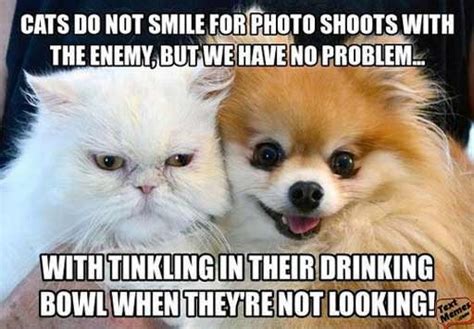 Catch The Unbelievable Funny Dog And Cat Memes Appropriate
