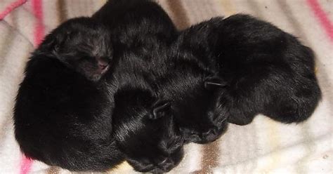 Foster Kittens Imgur